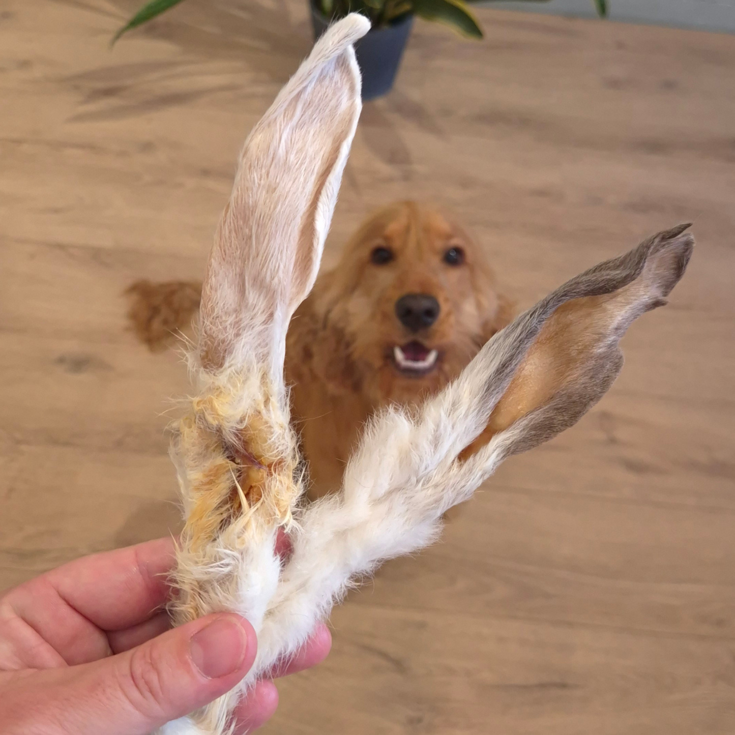 Konijnenoren met haar