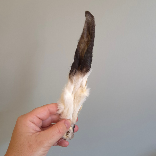 Konijnenoren met haar