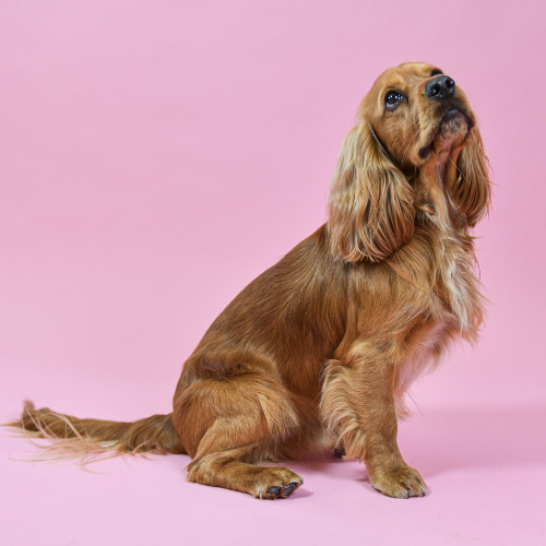 Boxen voor honden van 10 tot 20 kilo