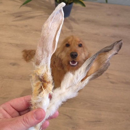Konijnenoren met haar