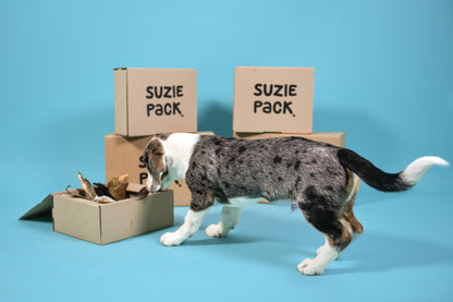 Puppy Box S